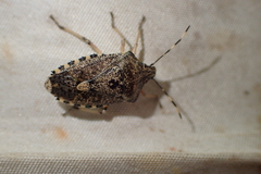 Rhaphigaster nebulosa