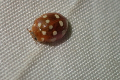 Calvia quatuordecimguttata