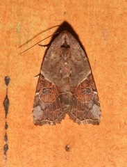 Gonodes liquida