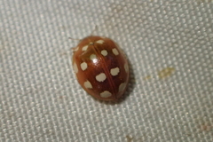 Calvia quatuordecimguttata