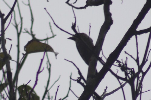 Brown Barbet (Caloramphus fuliginosus), photo 5
