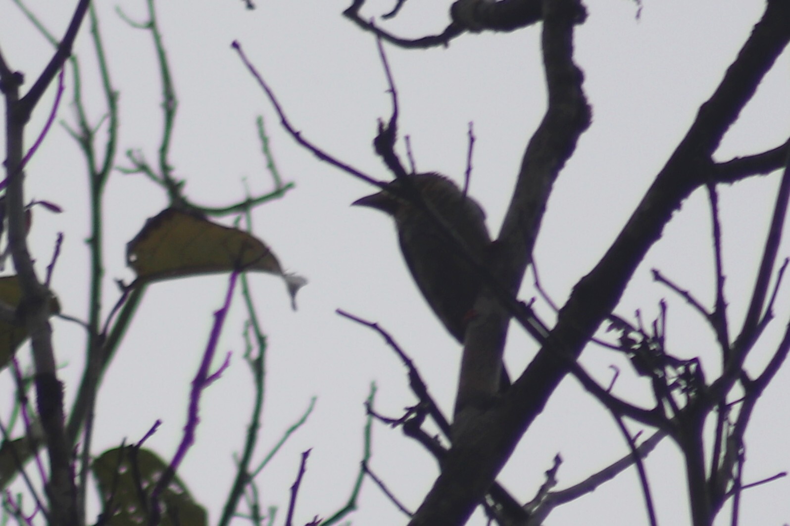 Brown Barbet (Caloramphus fuliginosus), photo 6