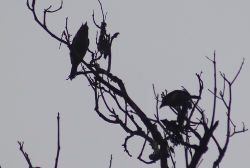 Brown Barbet (Caloramphus fuliginosus), photo 10
