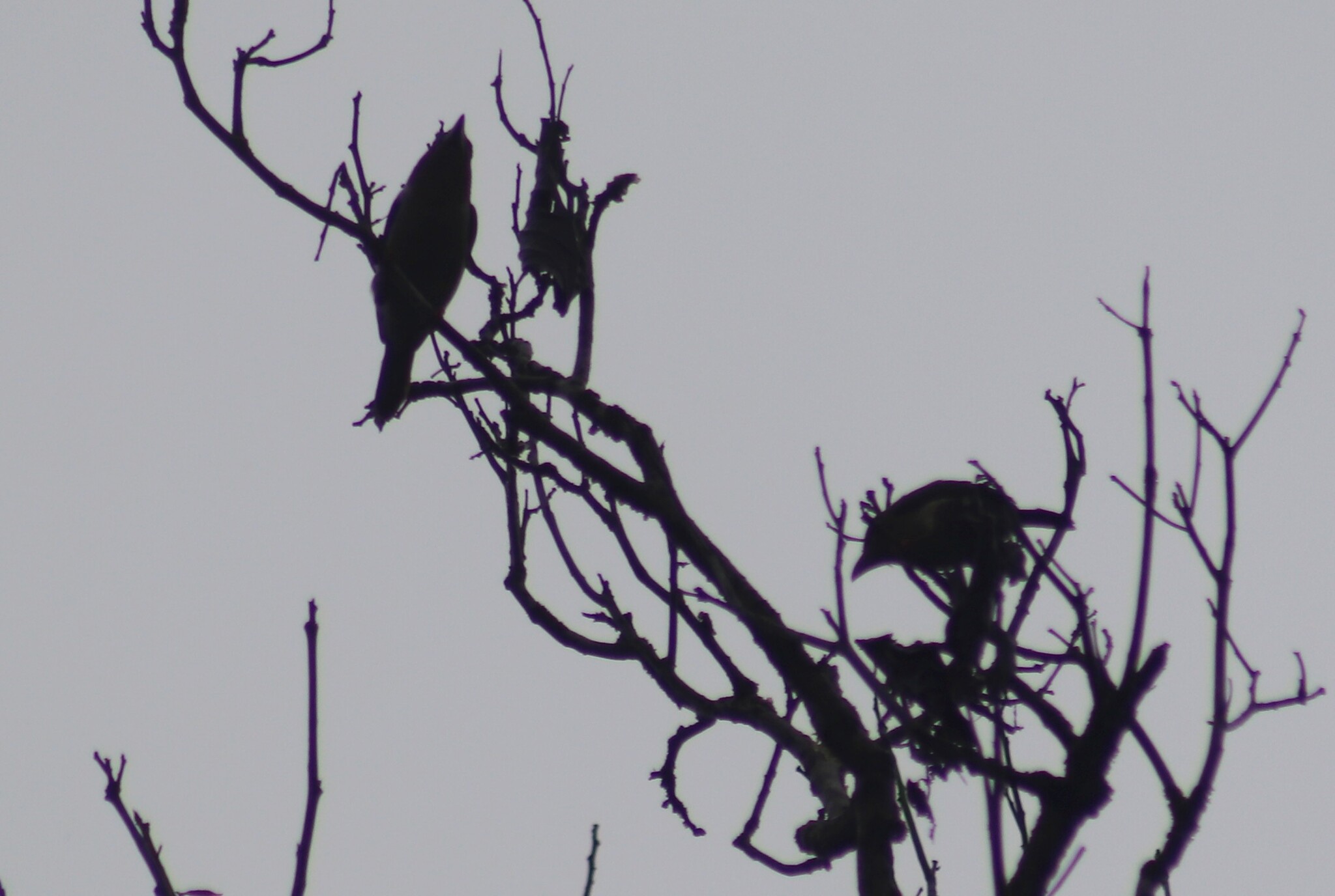 Brown Barbet (Caloramphus fuliginosus), photo 7