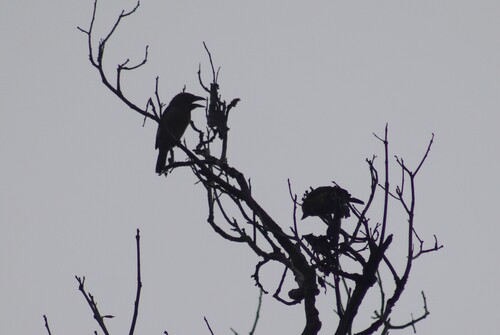 Brown Barbet (Caloramphus fuliginosus), photo 4