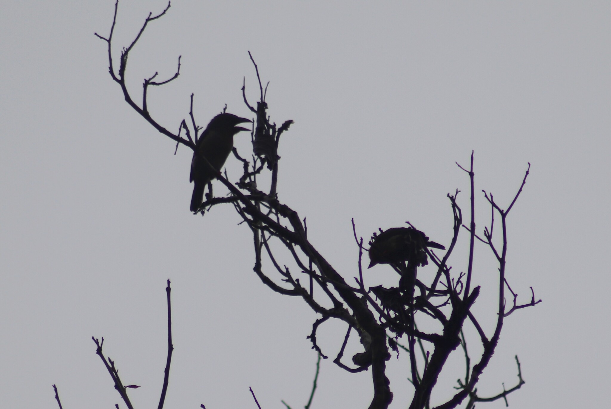 Brown Barbet (Caloramphus fuliginosus), photo 5