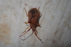 Gonocerus acuteangulatus