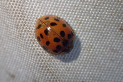 Harmonia axyridis