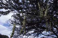 Vachellia nilotica subsp. kraussiana image