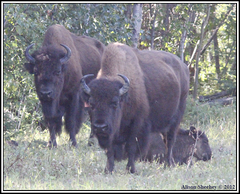 Bison bison athabascae