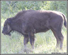 Bison bison athabascae