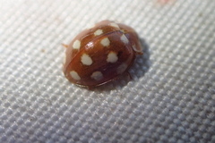 Calvia quatuordecimguttata