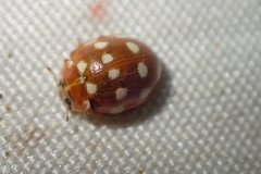 Calvia quatuordecimguttata