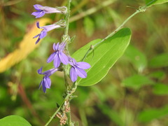 Lobelia reverchonii