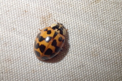 Harmonia axyridis