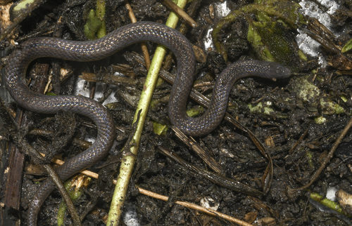 Three-lined Ground Snake