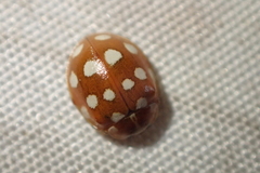 Calvia quatuordecimguttata