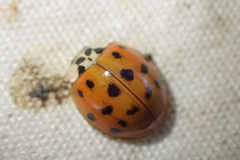 Harmonia axyridis