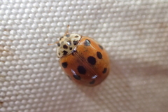 Harmonia axyridis