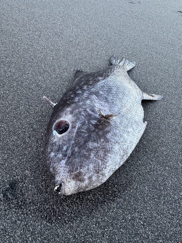Photo of Spotted Triggerfish (Canthidermis maculata)