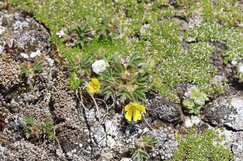 Potentilla frigida, photograph 2