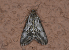 Evergestis simulatilis