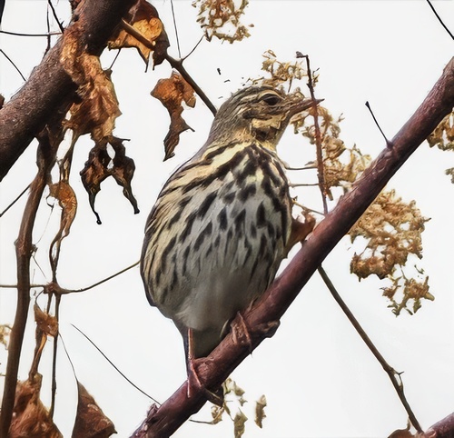 Bisbita de Hodgson (Anthus hodgsoni)