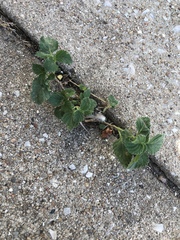 Rhynchosida physocalyx