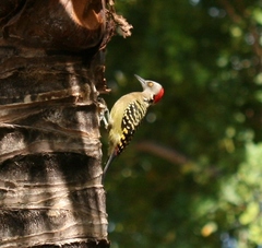 Melanerpes striatus