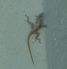 Anolis dominicensis