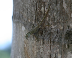 Anolis dominicensis