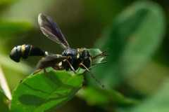 Physocephala