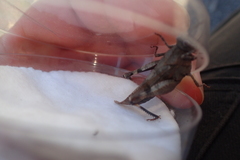 Oedipoda caerulescens