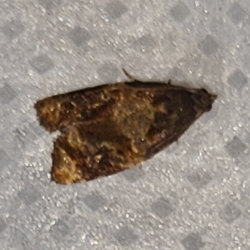 Red-barred Tortrix, 4101 JK Culemborg, Nederland, photo 10 of 10