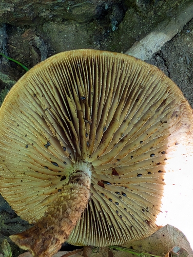 Hemistropharia albocrenulata