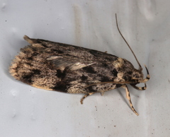 Barea subviridella