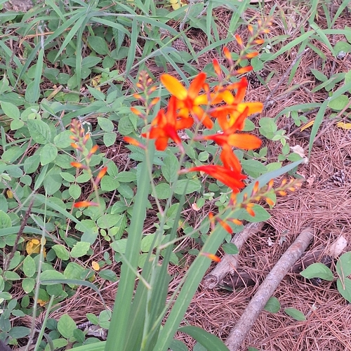 Crocosmia crocosmiiflora observed 2025-06-20