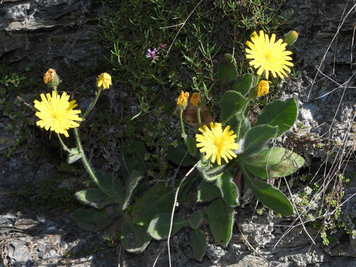 Havikskruid van Bicknell (Hieracium bicknellianum)