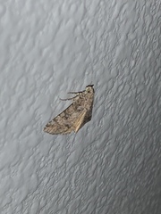 Eubolina impartialis