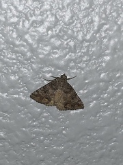 Eubolina impartialis