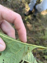 Parthenium auriculatum