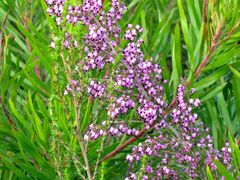 Erica nutans