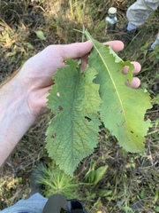 Parthenium auriculatum