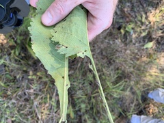 Parthenium auriculatum