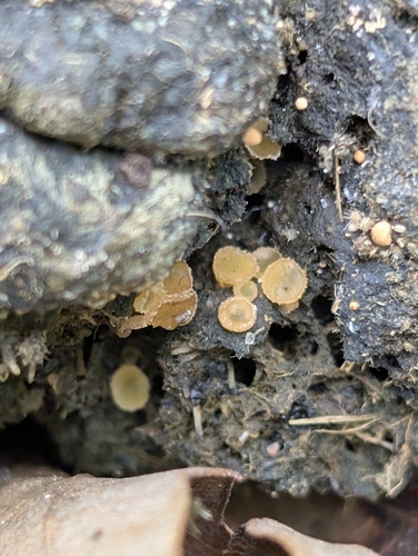Cheilymenia
