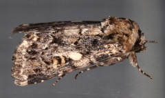 Spodoptera umbraculata