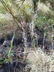 Blepharoneuron tricholepis