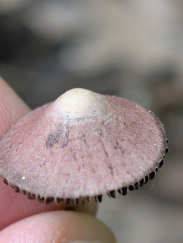 Common Gilled Mushrooms and Allies