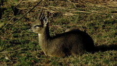 Oreotragus oreotragus transvaalensis