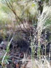 Blepharoneuron tricholepis